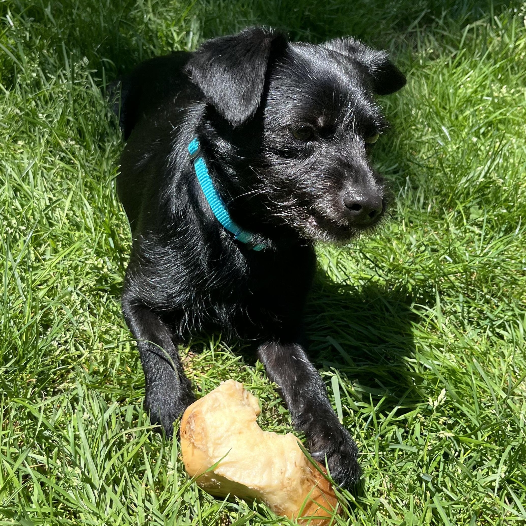 Enlarge Mr. Wonderful Mo, a Adoptable mixed breed in Ridgefield, WA image 2/6
