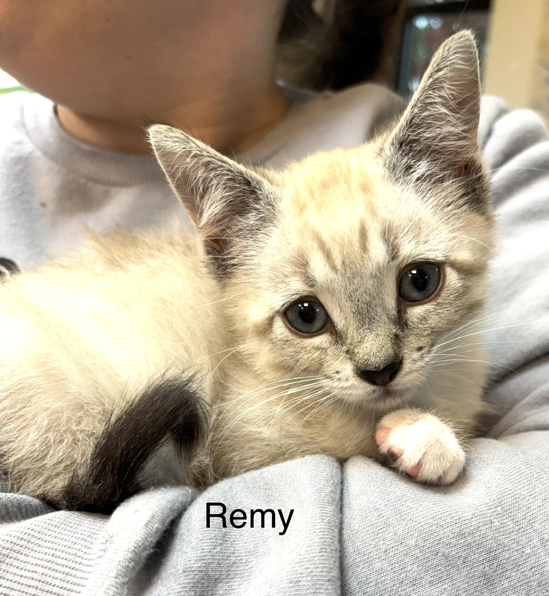 Enlarge Remy, a Adoptable mixed breed in Annapolis, MD image 1/1