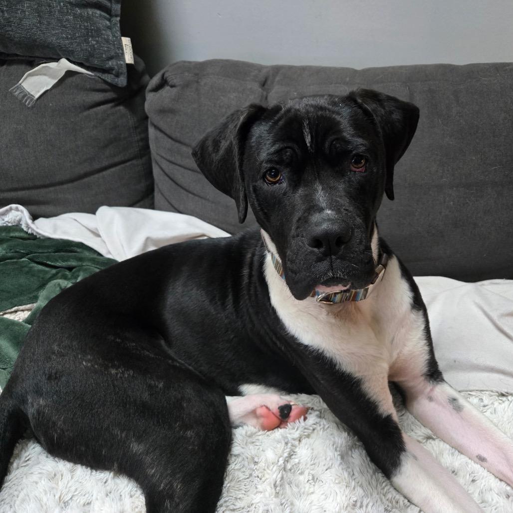Bruno Mars, Adult Male Boxer
