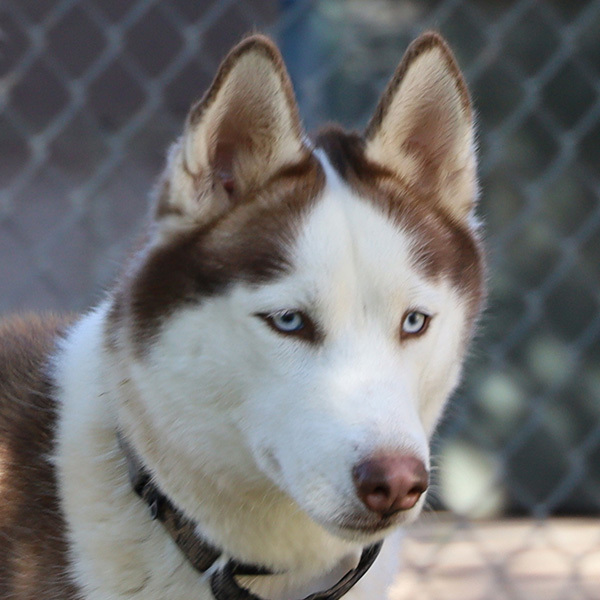 Sierra, Adoptable, Adult Female Husky.