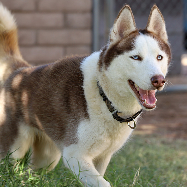Sierra, a Adoptable Husky in Phoenix, AZ image 3/4