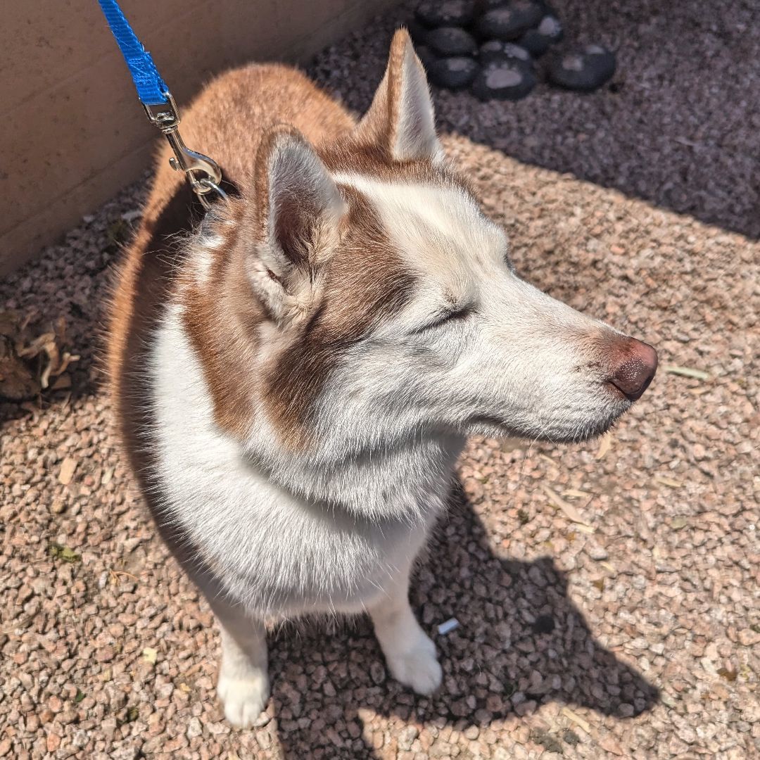 Sierra, a Adoptable Husky in Phoenix, AZ image 2/4