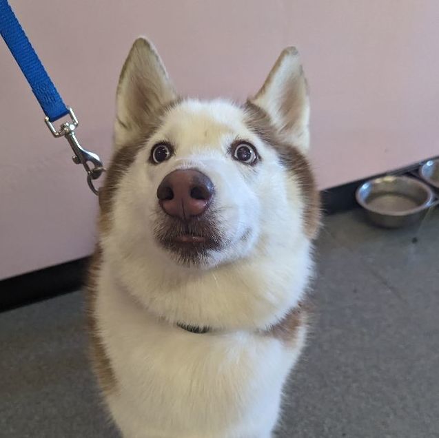 Sierra, a Adoptable Husky in Phoenix, AZ image 4/4