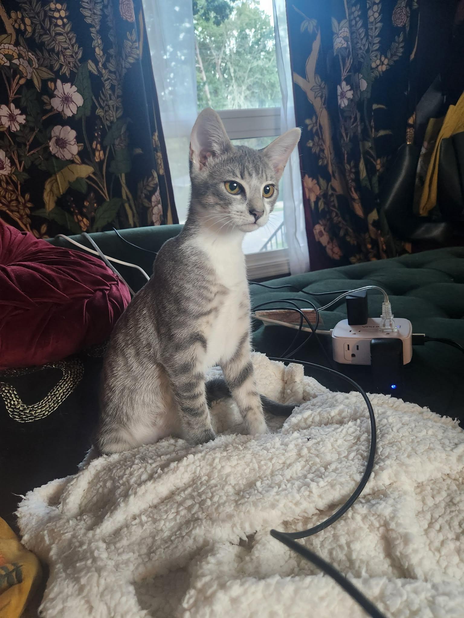 Malia, a ADOPTABLE Tabby in Charlotte, NC image 6/6