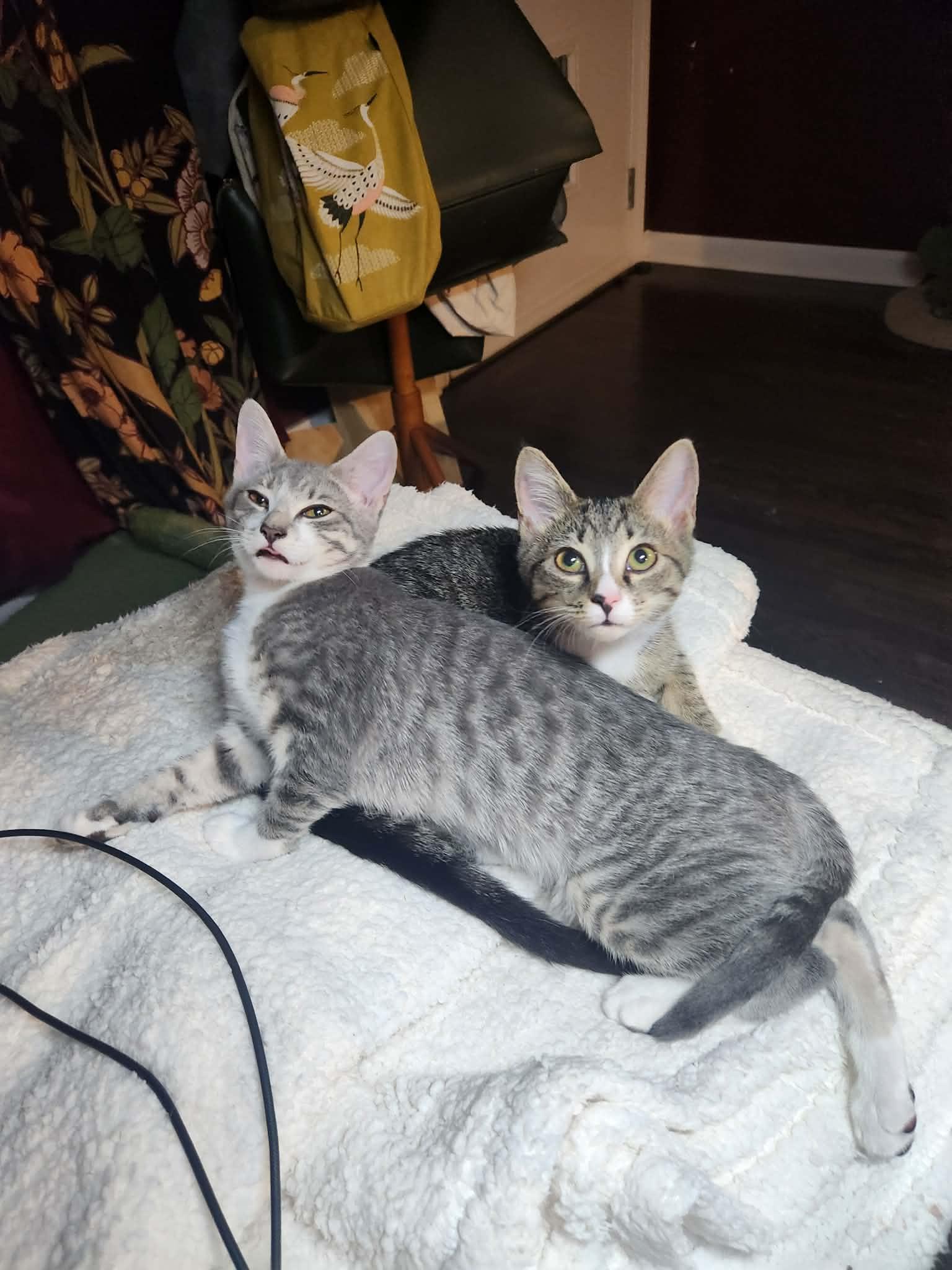 Malia, a ADOPTABLE Tabby in Charlotte, NC image 3/6