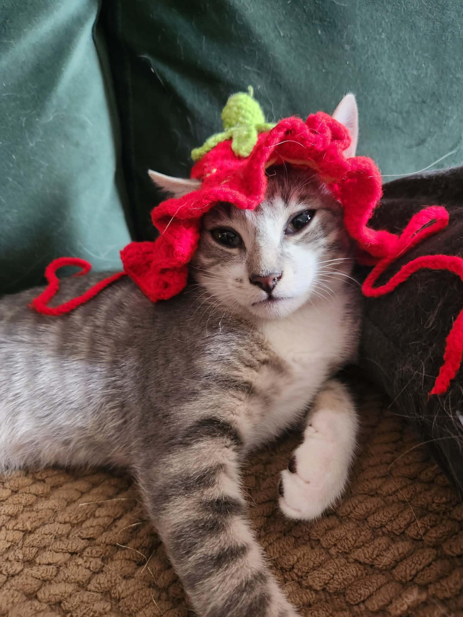 Malia, a ADOPTABLE Tabby in Charlotte, NC image 1/6