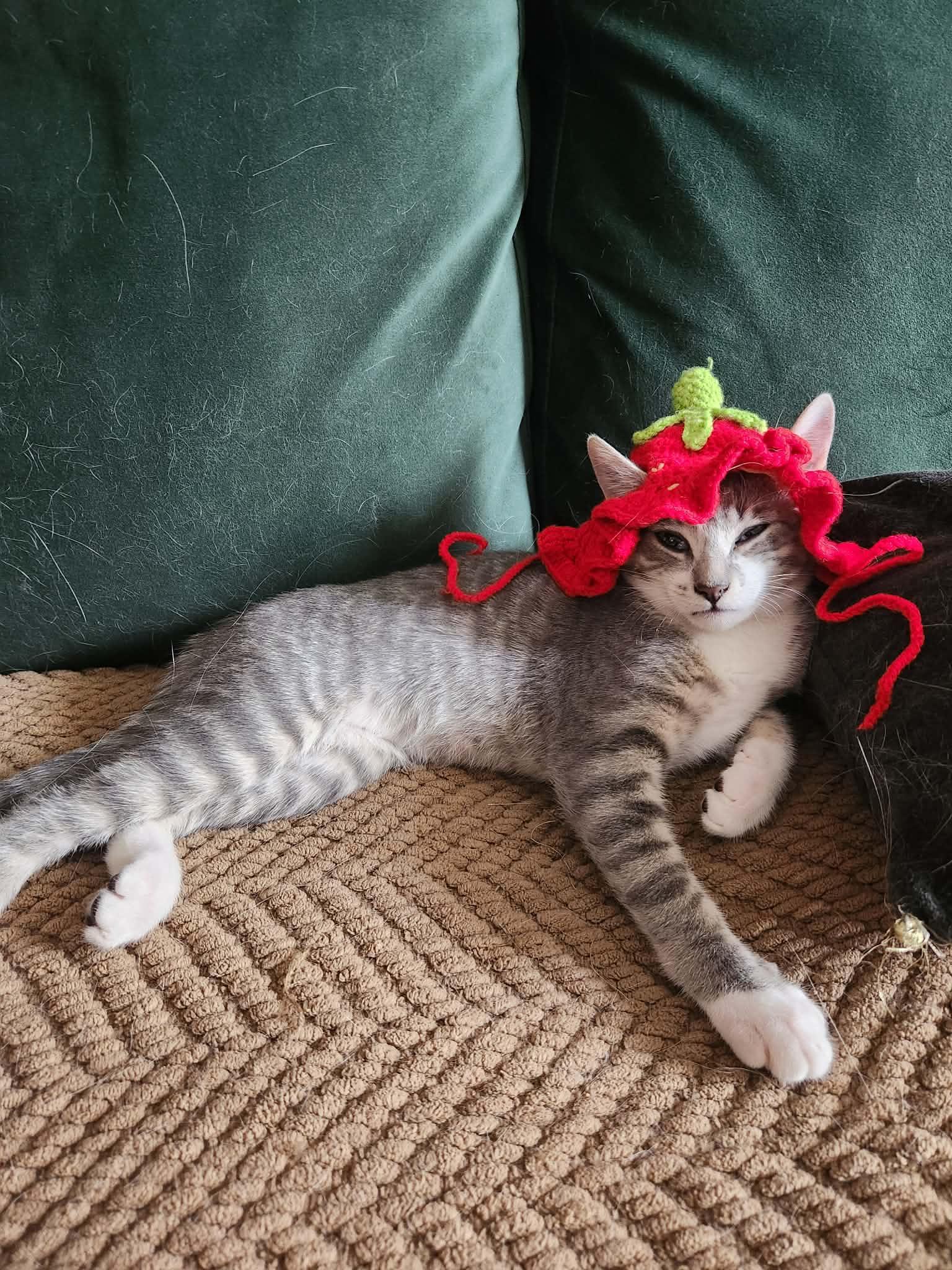 Malia, a ADOPTABLE Tabby in Charlotte, NC image 4/6