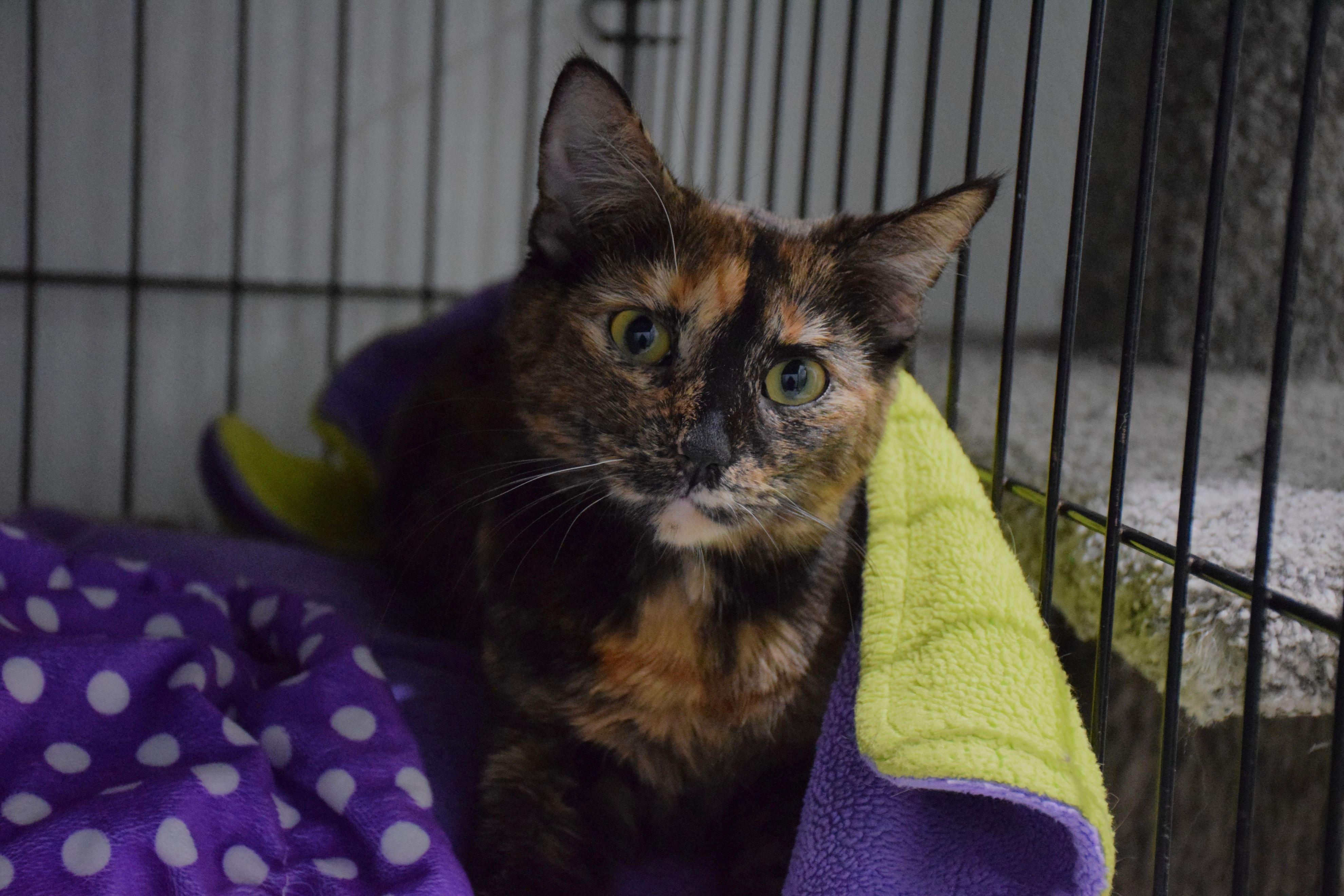 Enlarge Harlow, a ADOPTABLE Tortoiseshell in Claresholm, AB image 1/1