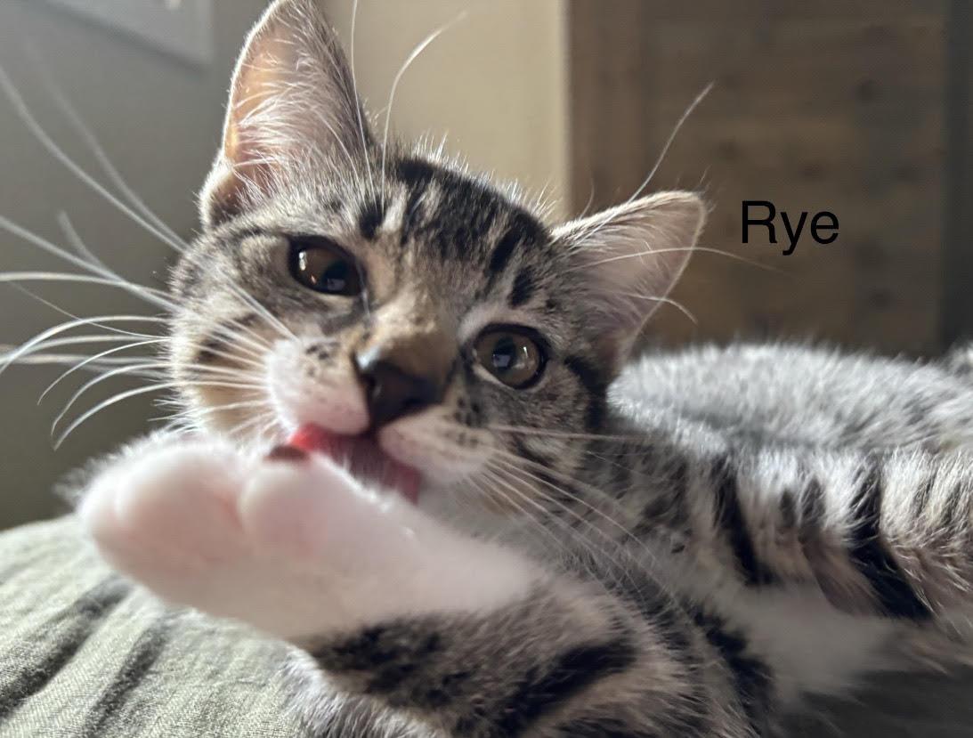 Rye, Adoptable, Young Female Tabby.