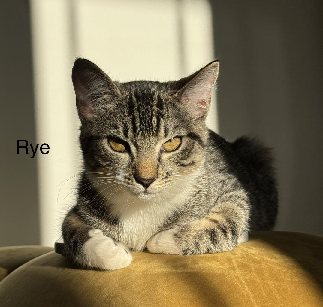 Enlarge Rye, a Adoptable Tabby in Orleans, ON image 2/3