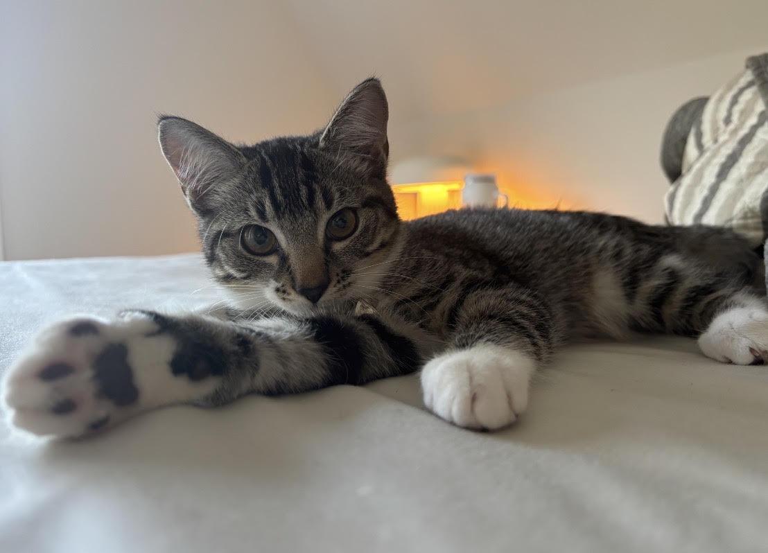Enlarge Rye, a Adoptable Tabby in Orleans, ON image 3/3