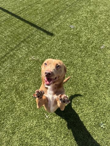 KYLE, Adoptable, Adult Male Chihuahua.