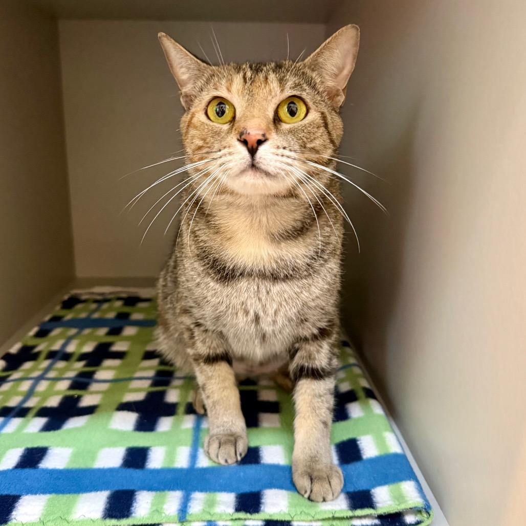 Judy Hopps, Adoptable, Young Female Domestic Short Hair.