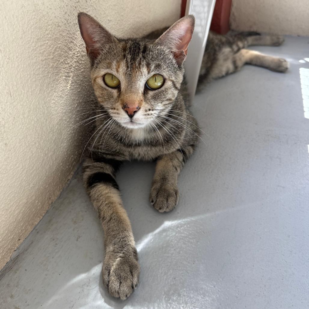 Judy Hopps, a Adoptable Domestic Short Hair in Sarasota, FL image 2/6