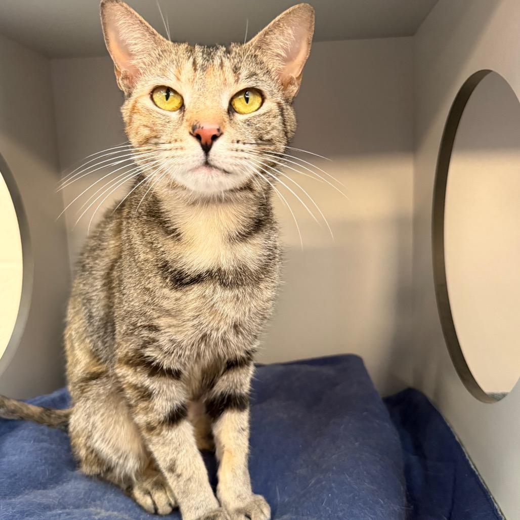 Enlarge Judy Hopps, a Adoptable Domestic Short Hair in Sarasota, FL image 2/5