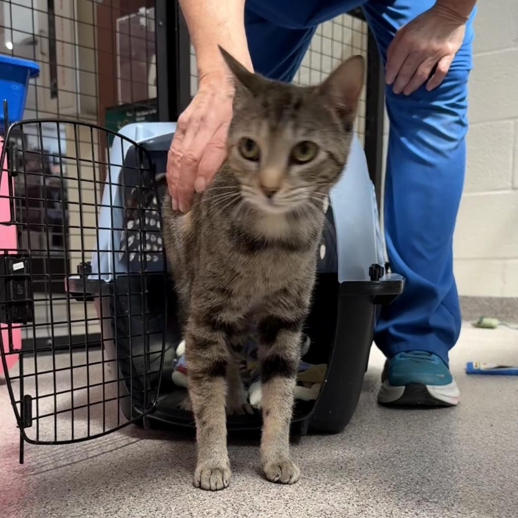 Enlarge Judy Hopps, a Adoptable Domestic Short Hair in Sarasota, FL image 3/5