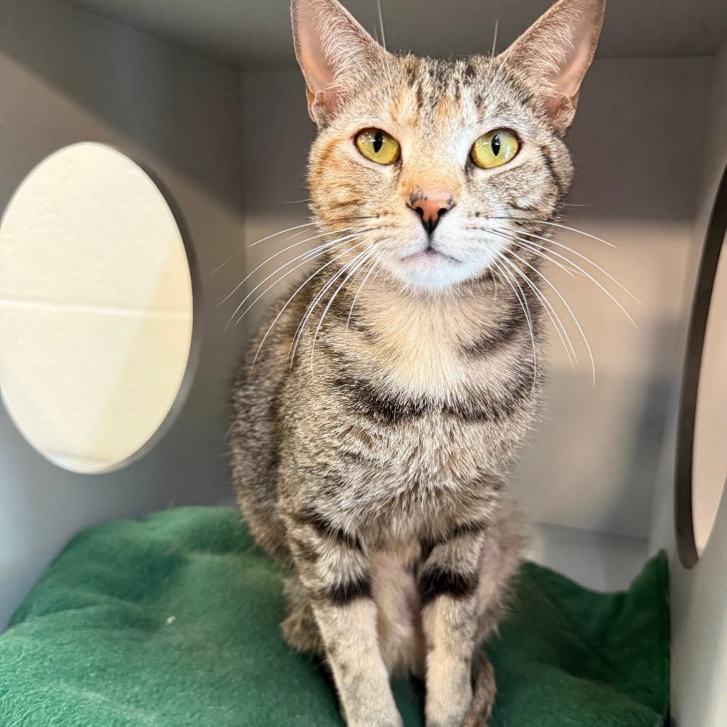 Enlarge Judy Hopps, a Adoptable Domestic Short Hair in Sarasota, FL image 4/5
