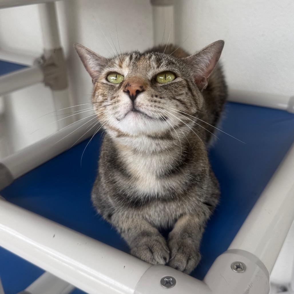Judy Hopps, a Adoptable Domestic Short Hair in Sarasota, FL image 5/6