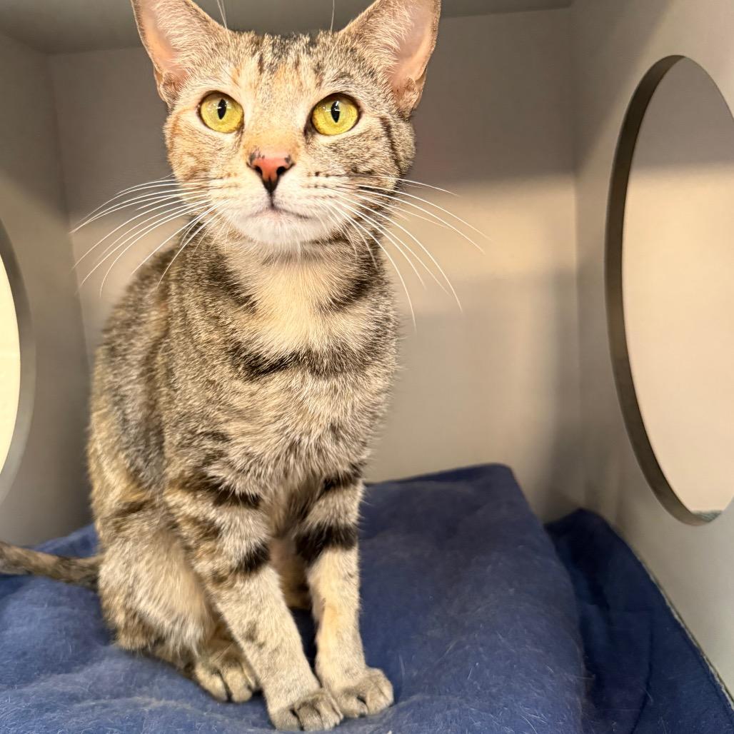 Enlarge Judy Hopps, a Adoptable Domestic Short Hair in Sarasota, FL image 5/5