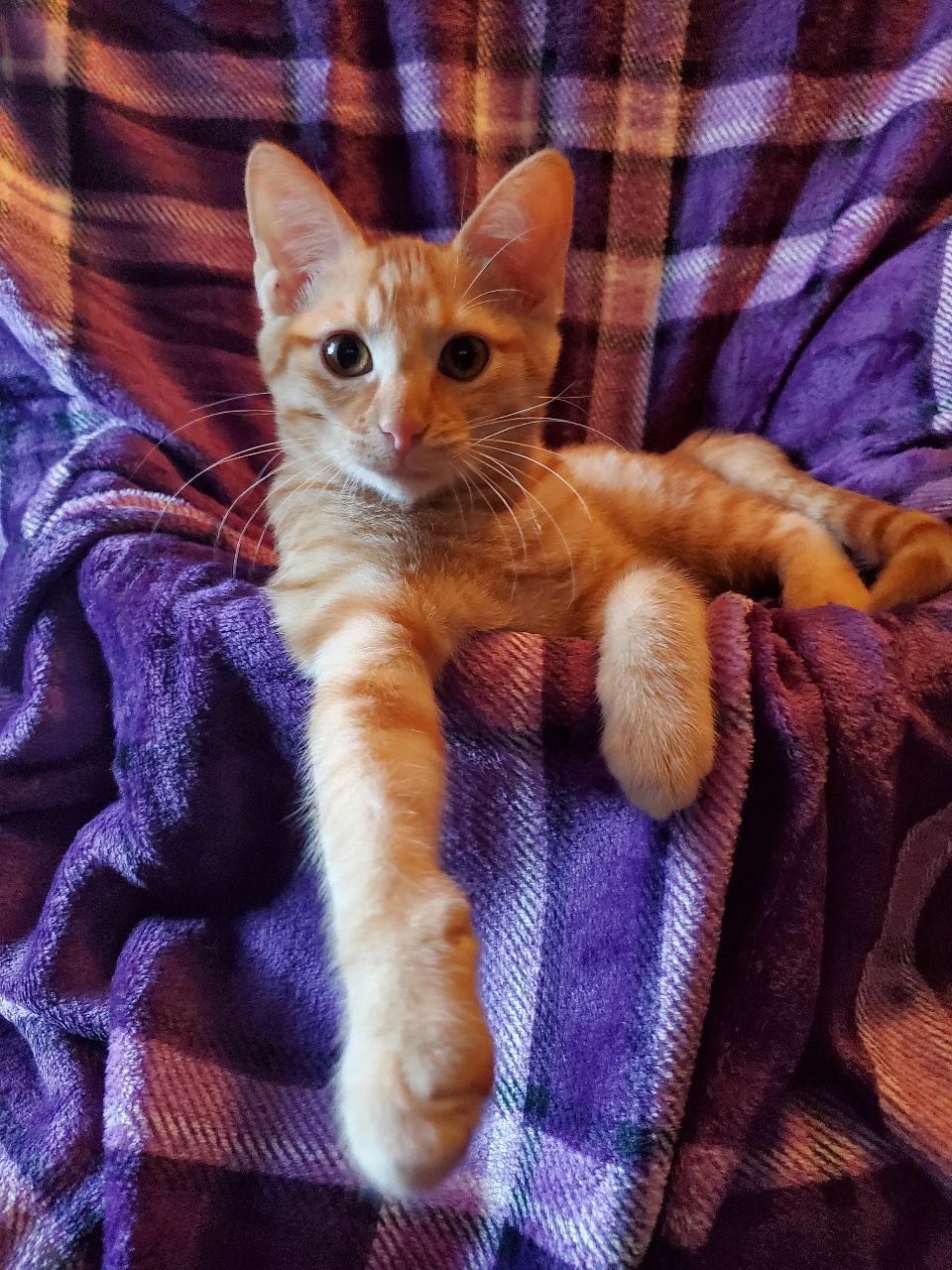 Mazie - Riley Fuzzel Petsmart