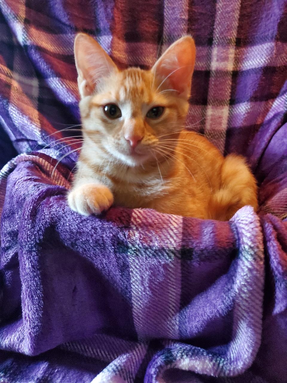 Mazie - Riley Fuzzel Petsmart — thumbnail 2