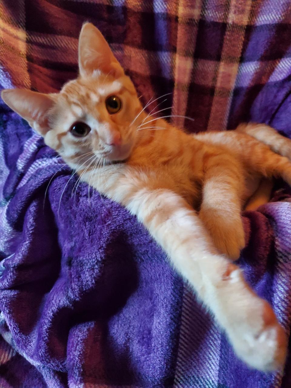 Mazie - Riley Fuzzel Petsmart — thumbnail 3