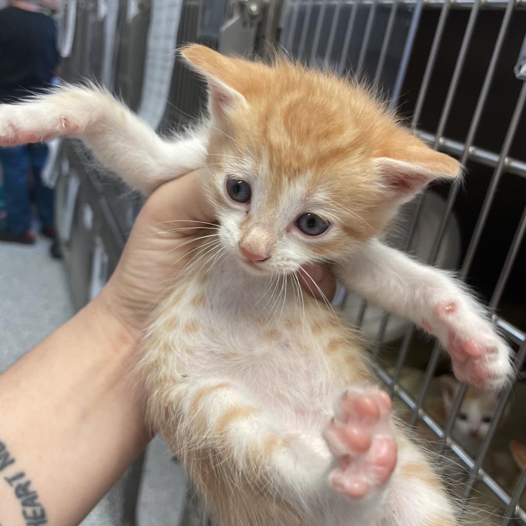 Rascal, Adoptable, Kitten Male Domestic Short Hair.