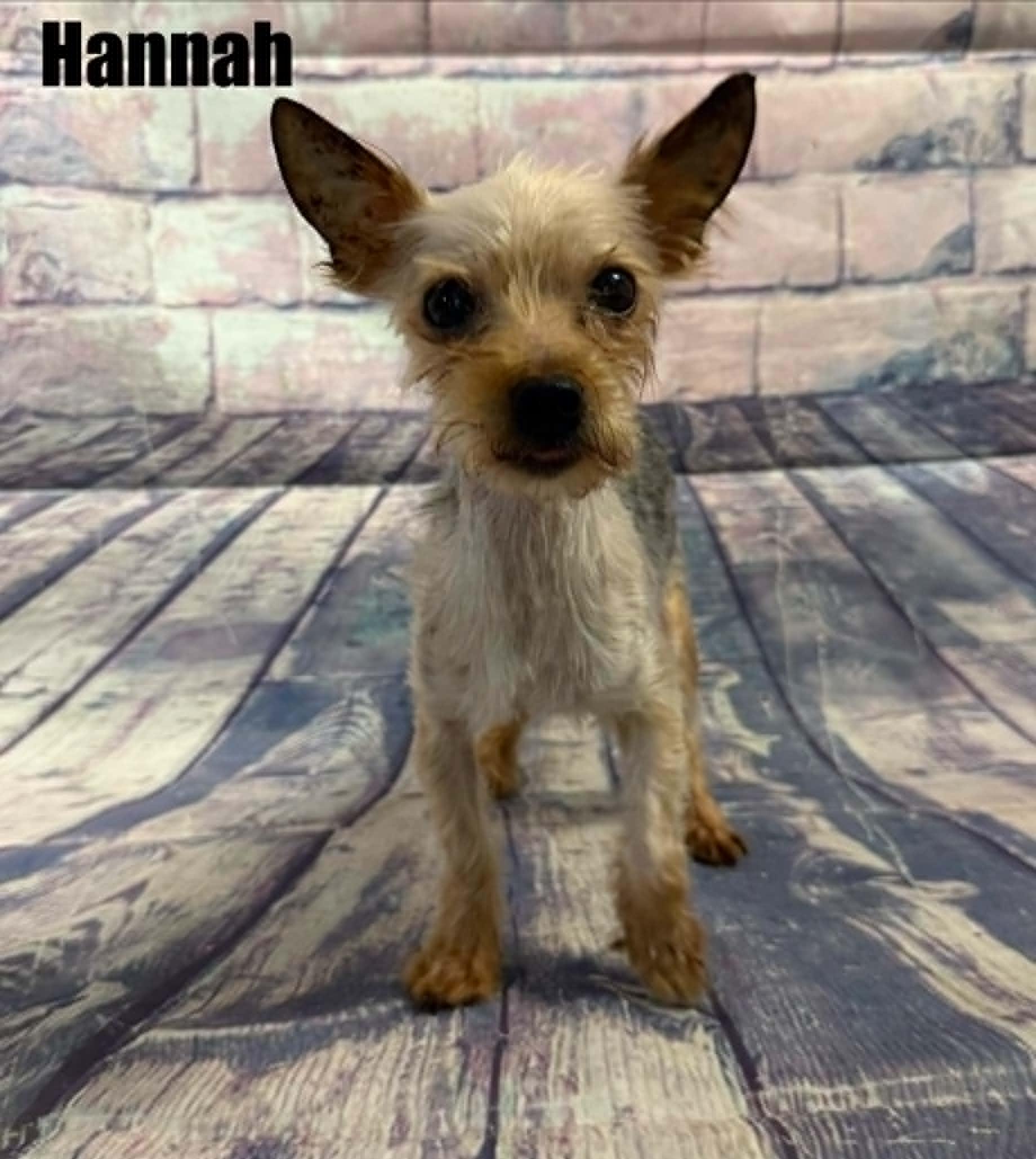 Hannah, ADOPTABLE, Senior Female Yorkshire Terrier.