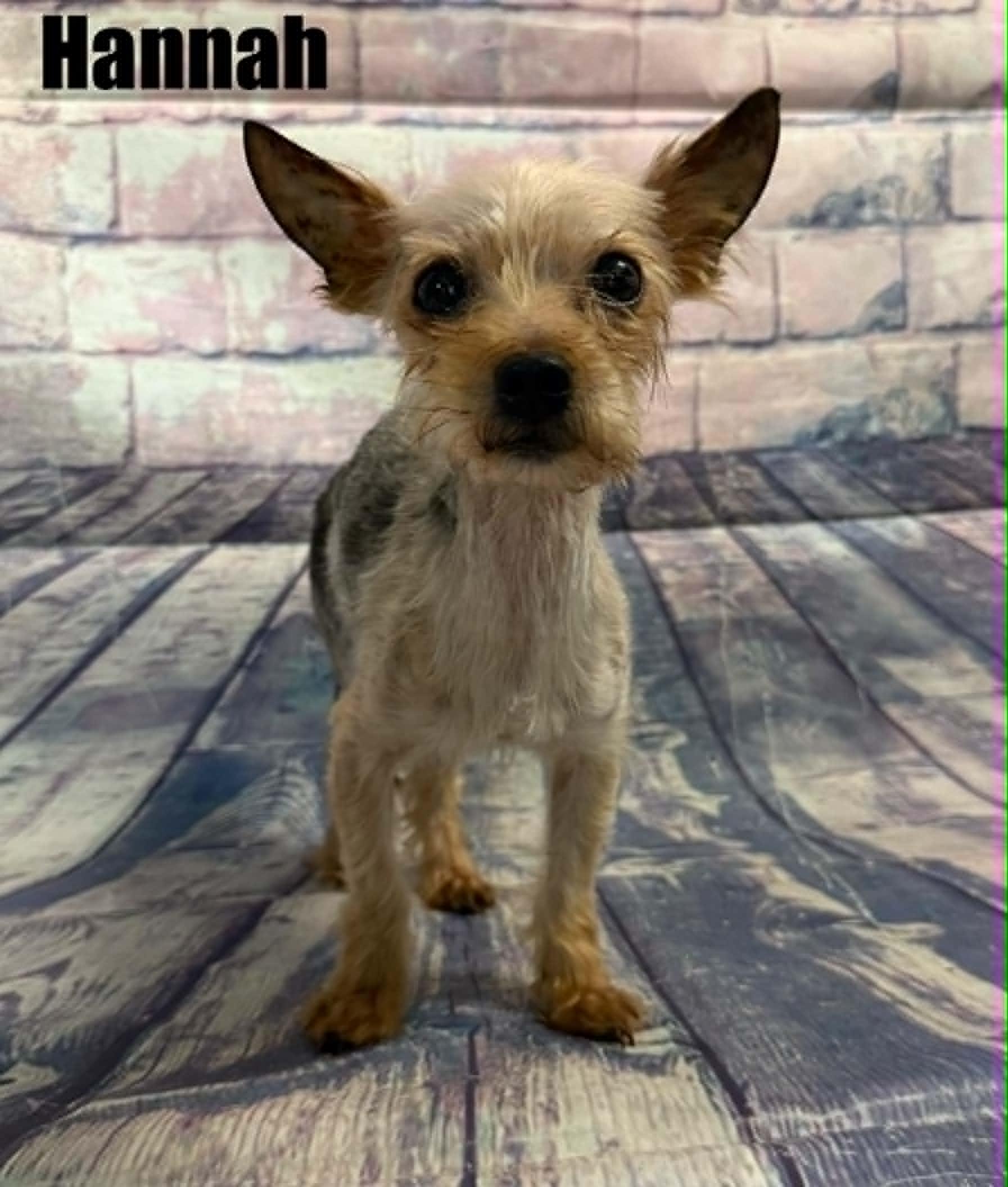 Hannah, a ADOPTABLE Yorkshire Terrier in Quincy, MI image 2/3