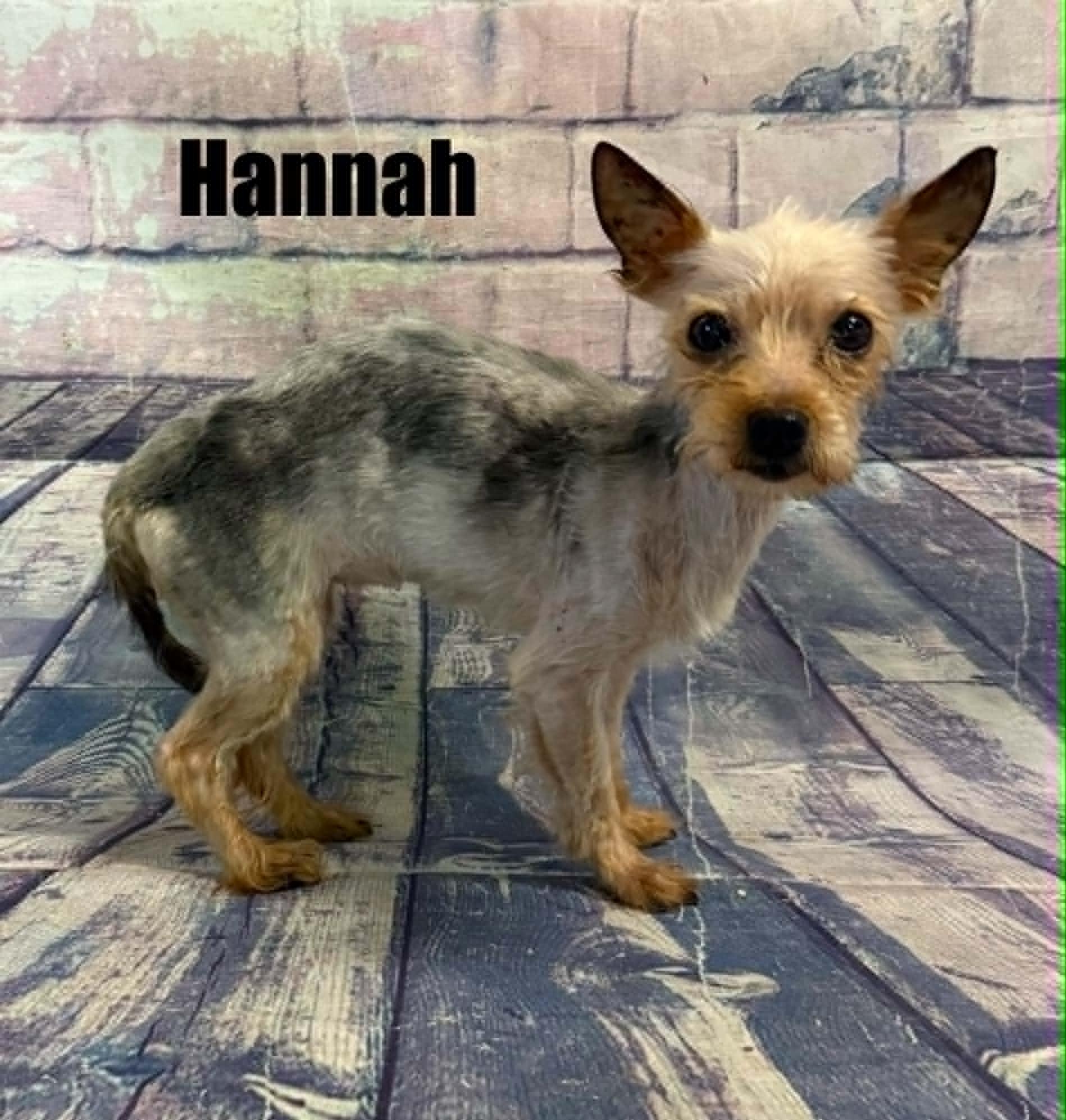 Hannah, a ADOPTABLE Yorkshire Terrier in Quincy, MI image 3/3
