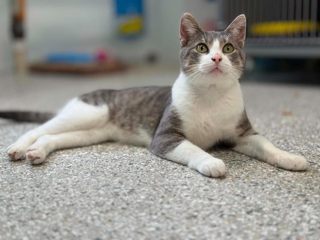 Enlarge Clyde, a Adoptable mixed breed in Viroqua, WI image 5/5