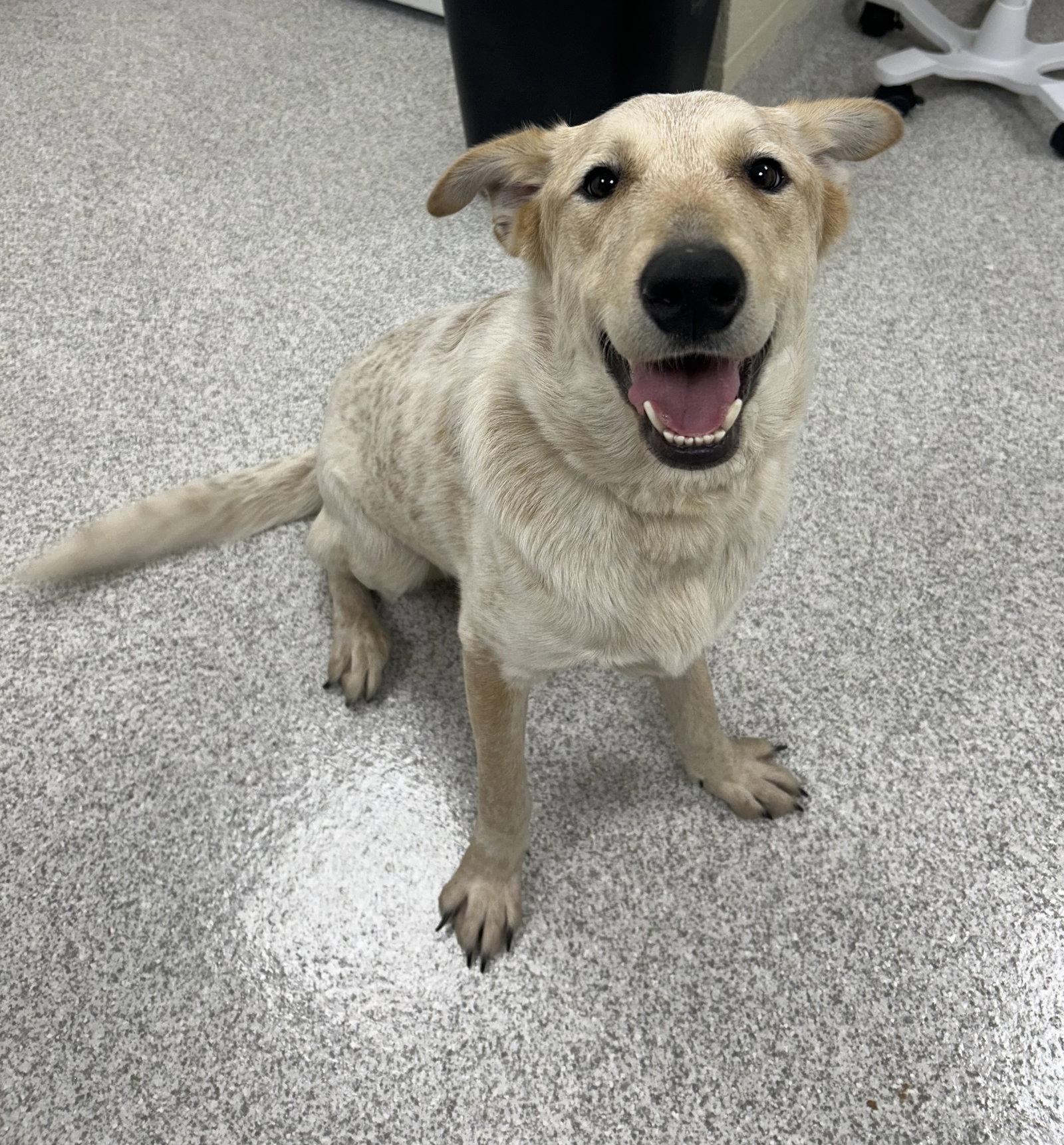 Clyde, Adoptable, Young Male Cattle Dog.