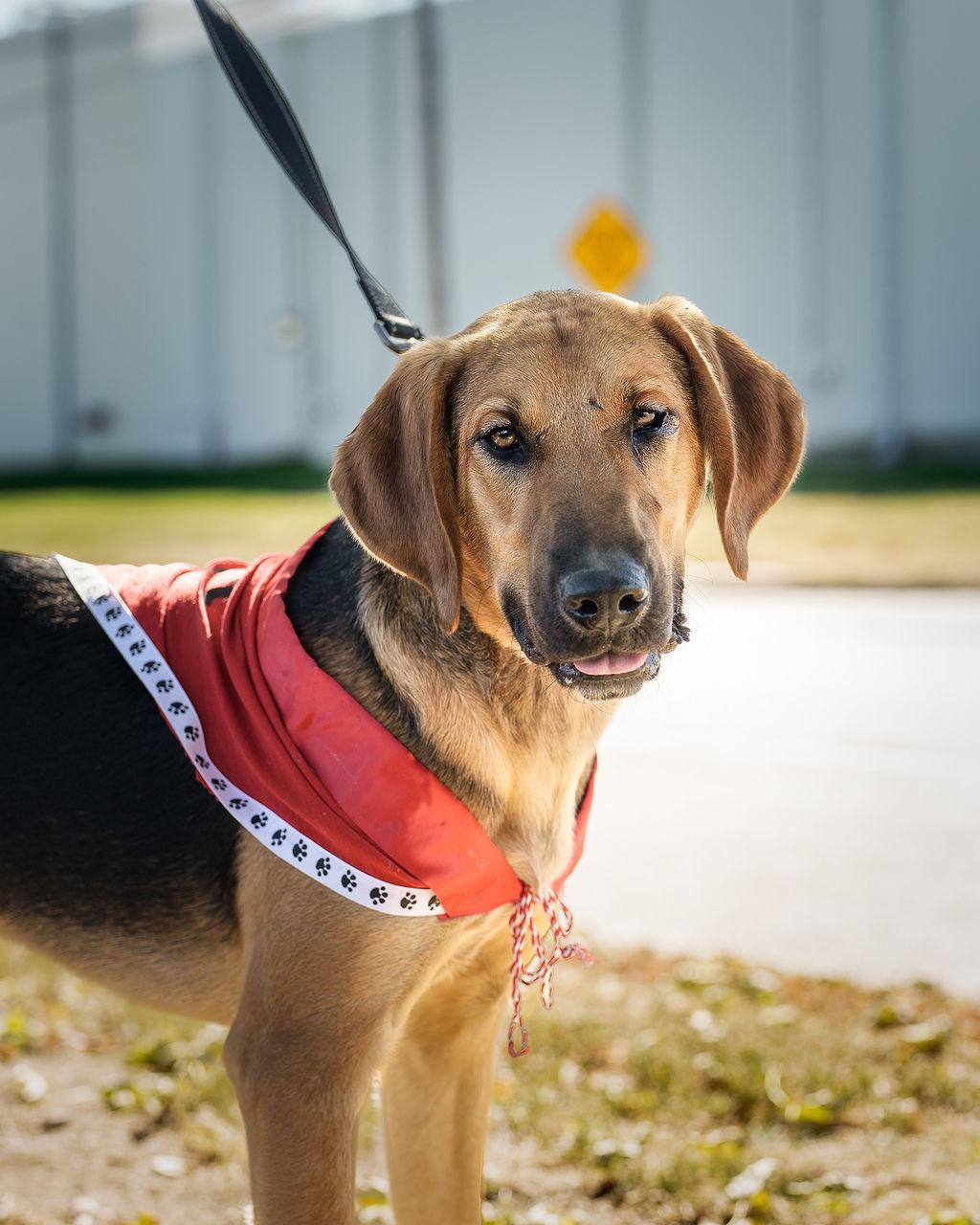 Murphy, Adoptable, Young Male Bloodhound & Australian Cattle Dog / Blue Heeler.
