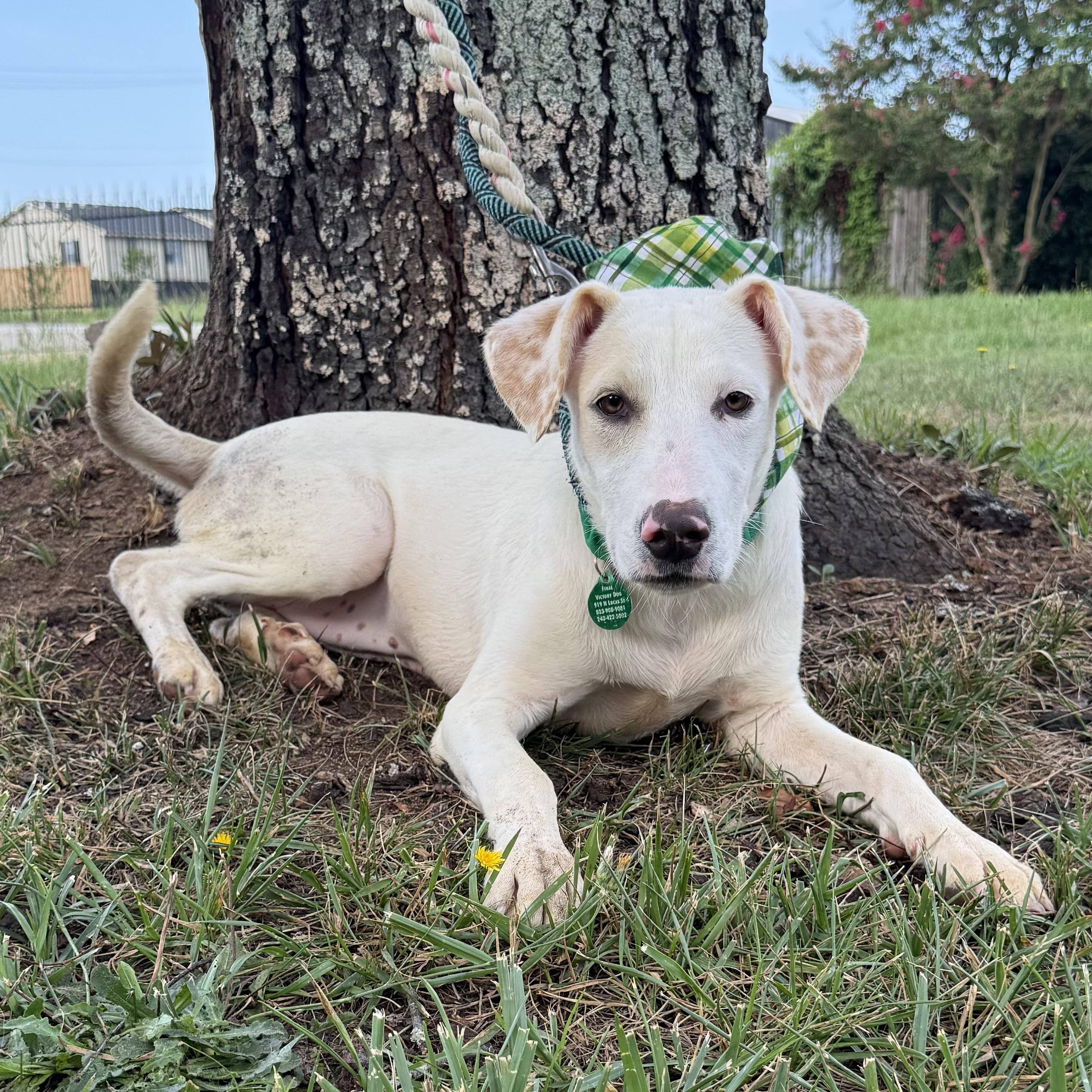 Tova, a Adoptable Mixed Breed in Columbia, SC image 2/6