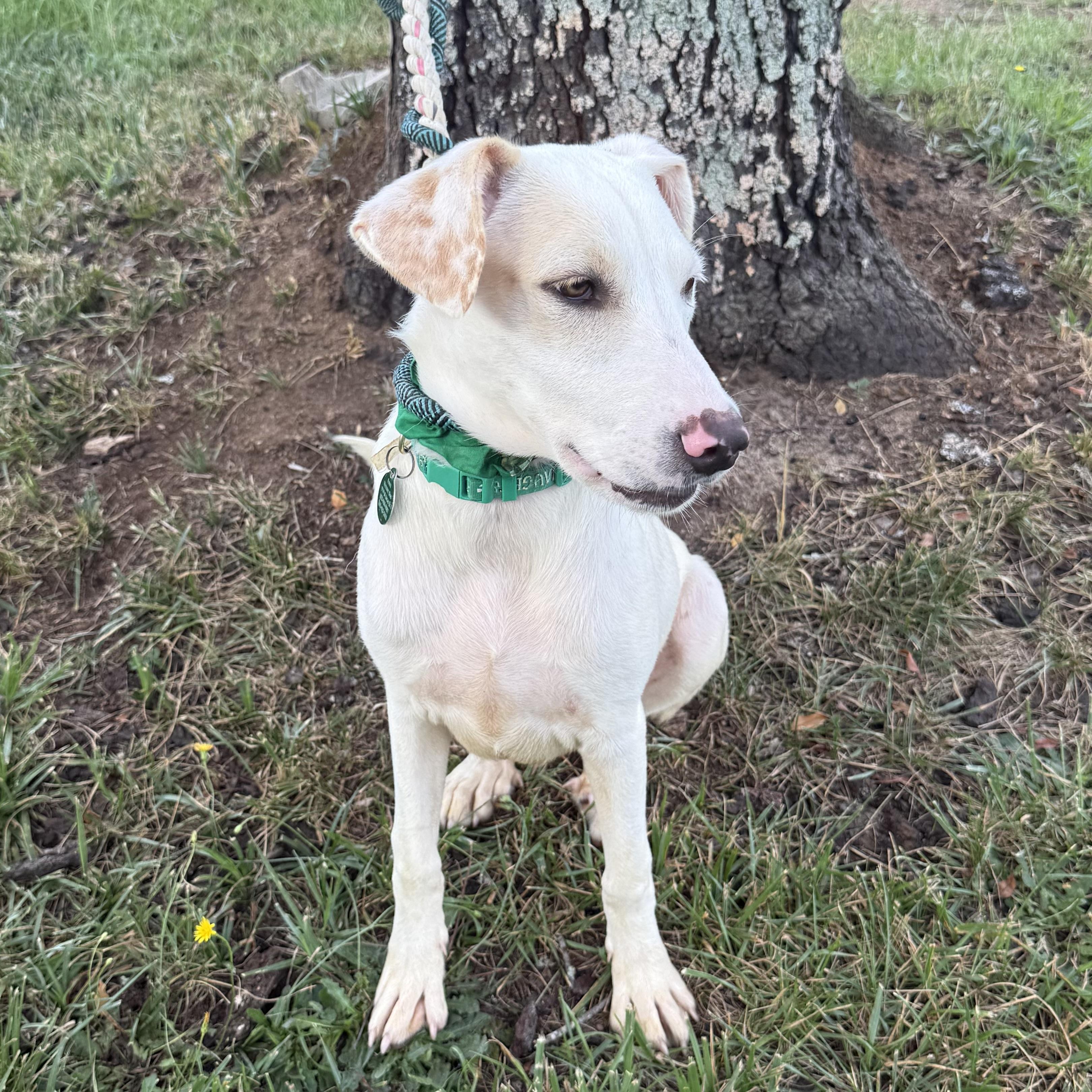 Tova, a Adoptable Mixed Breed in Columbia, SC image 6/6