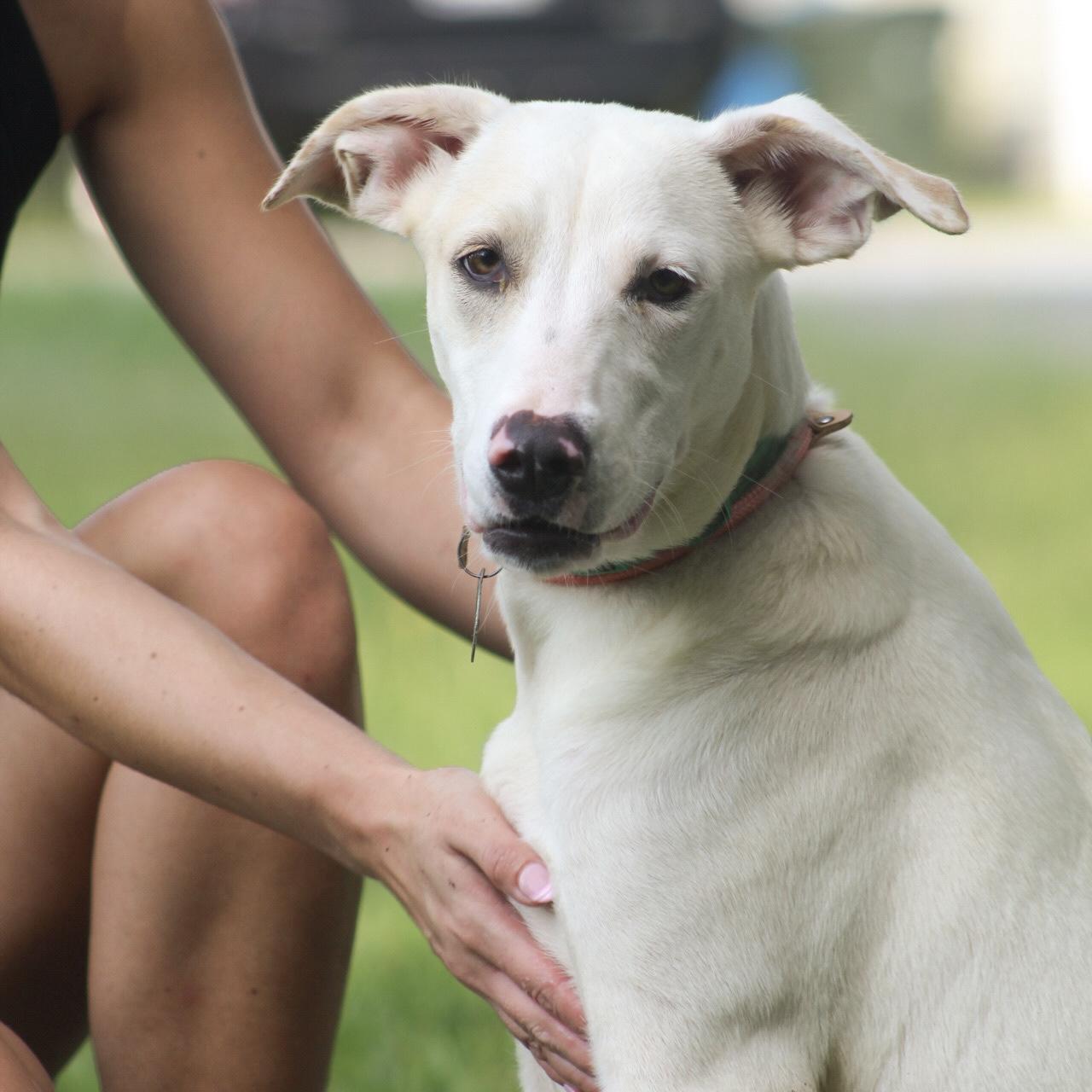 Tova, a Adoptable Mixed Breed in Columbia, SC image 3/6