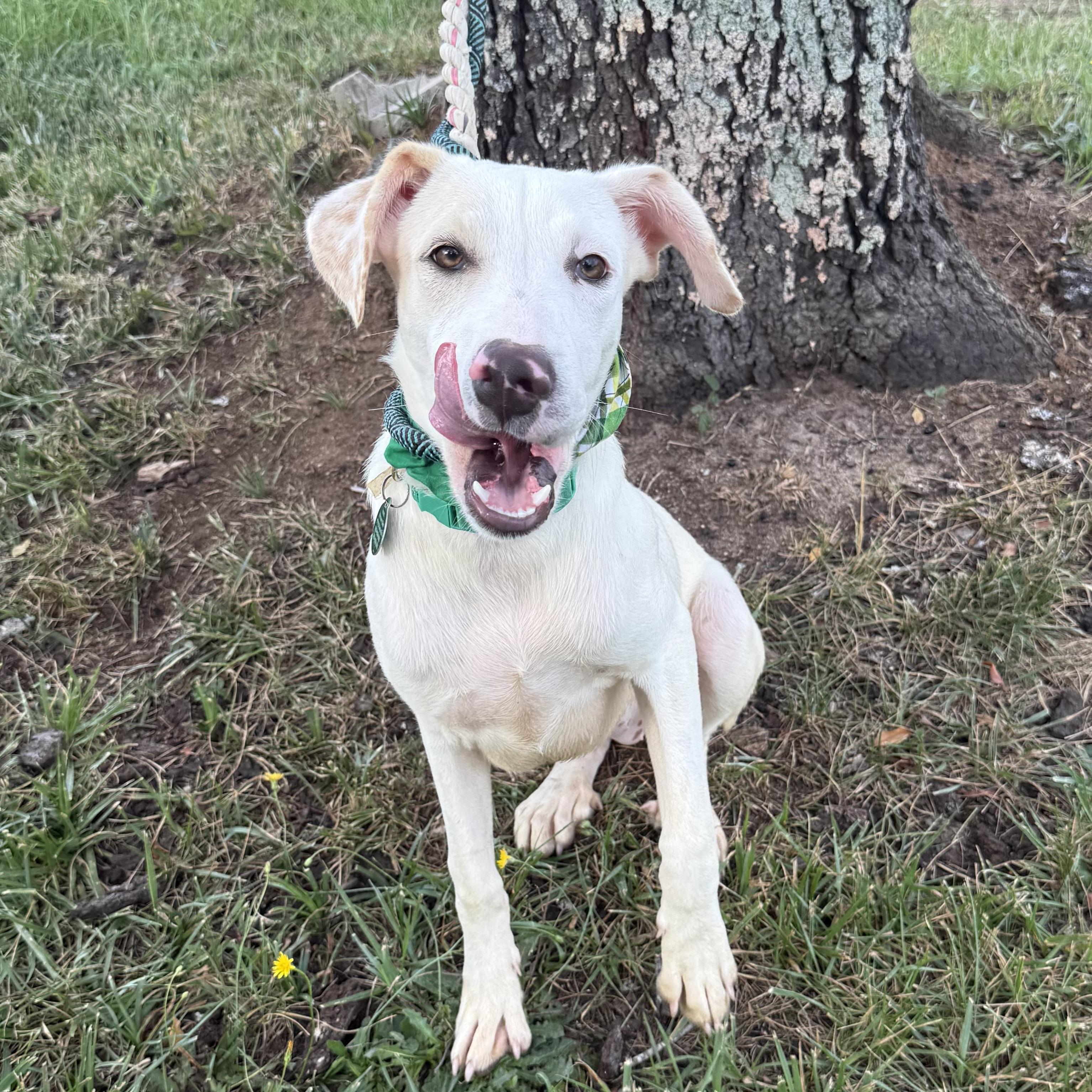 Tova, a Adoptable Mixed Breed in Columbia, SC image 5/6