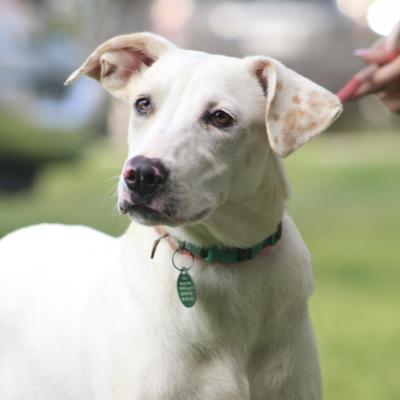Tova, a Adoptable Mixed Breed in Columbia, SC image 1/6