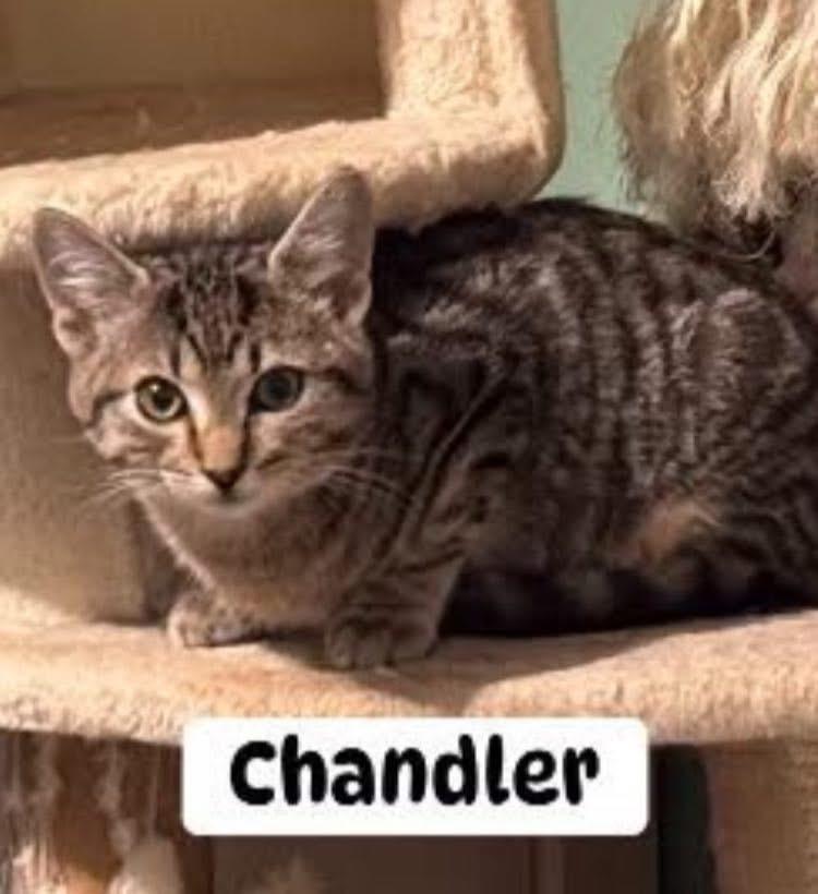 Chandler, adopted, Kitten Male Domestic Short Hair.