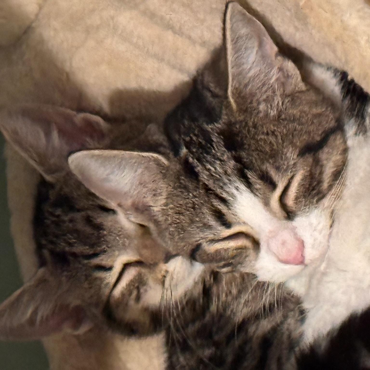 Chandler, an adopted Domestic Short Hair in Turnersville, NJ image 3/3