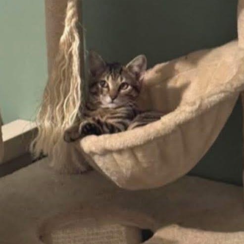 Chandler, an adopted Domestic Short Hair in Turnersville, NJ image 2/3