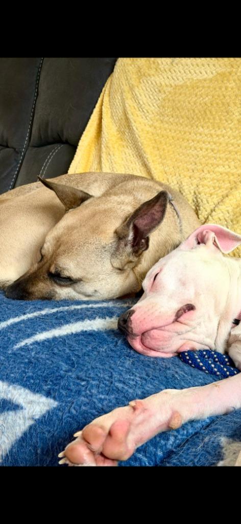 Xena (Belle), Adoptable, Young Female Pit Bull Terrier & American.