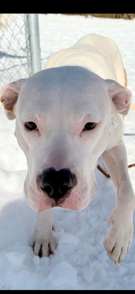 Xena (Belle), a Adoptable mixed breed in New Kensington, PA image 2/6