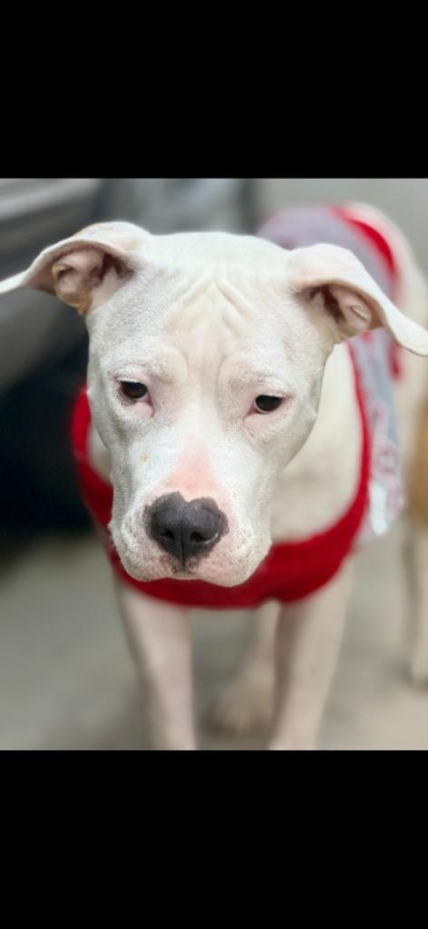 Xena (Belle), a Adoptable mixed breed in New Kensington, PA image 3/6