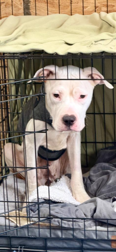 Xena (Belle), a Adoptable mixed breed in New Kensington, PA image 4/6