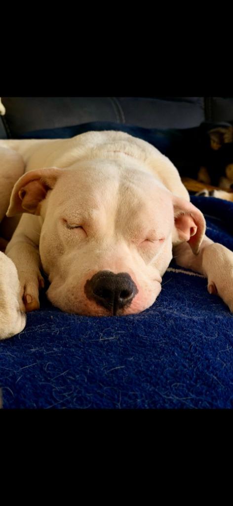 Xena (Belle), a Adoptable mixed breed in New Kensington, PA image 5/6