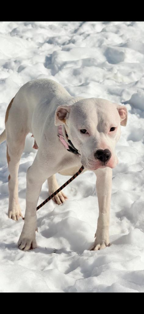 Xena (Belle), a Adoptable mixed breed in New Kensington, PA image 6/6