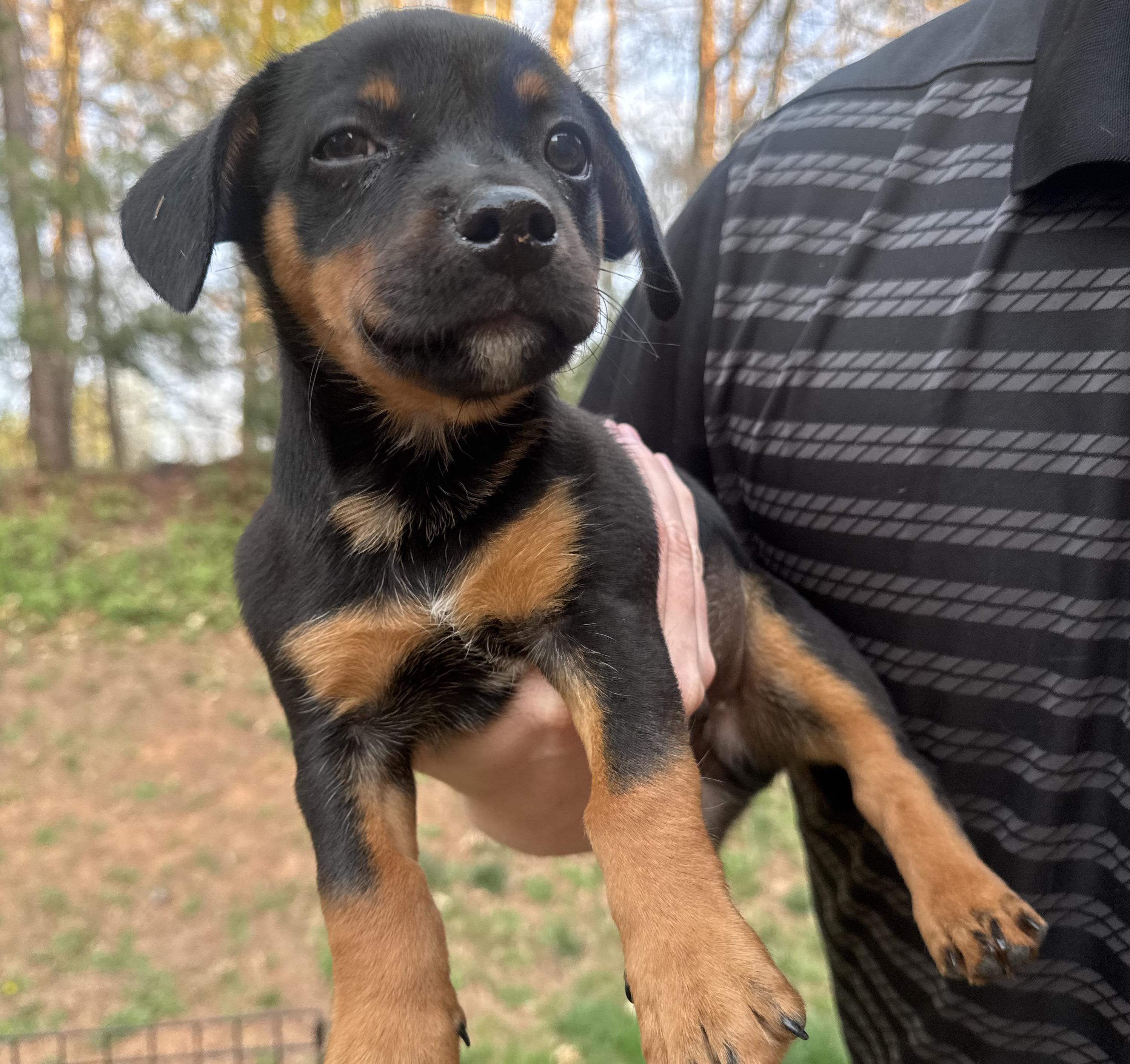 Marcello, adopted, Puppy Male Chiweenie.