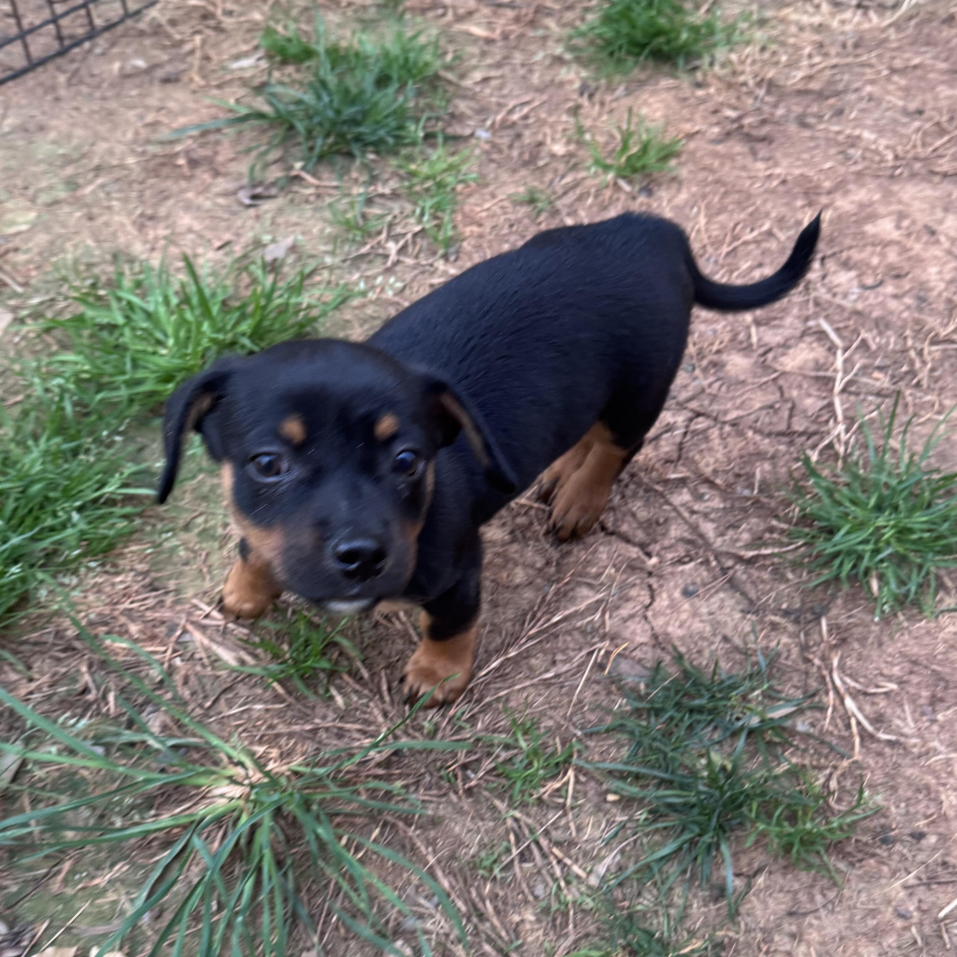 Enlarge Marcello, an adopted mixed breed in Rock Hill, SC image 4/5