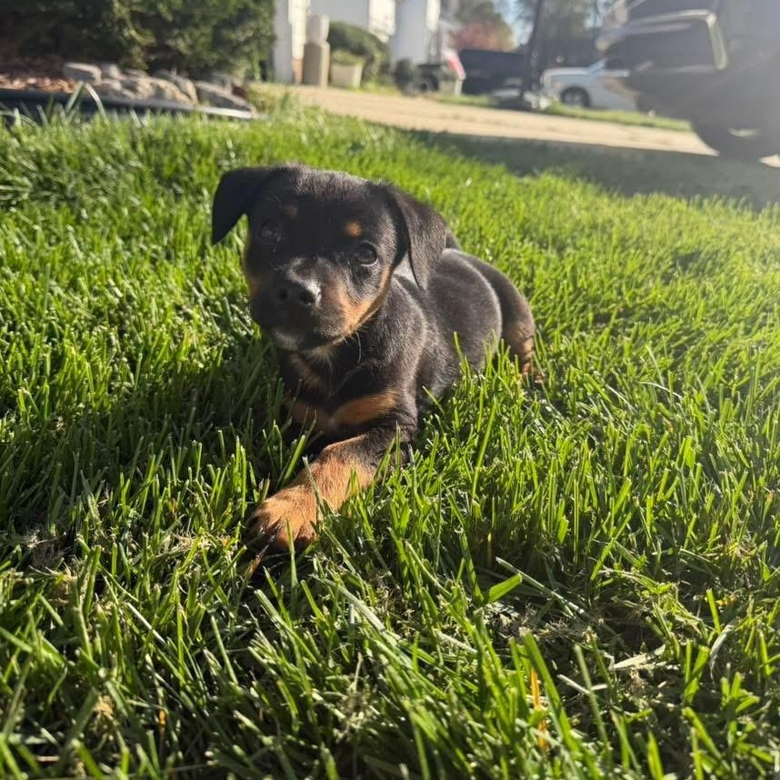 Enlarge Marcello, an adopted mixed breed in Rock Hill, SC image 3/5
